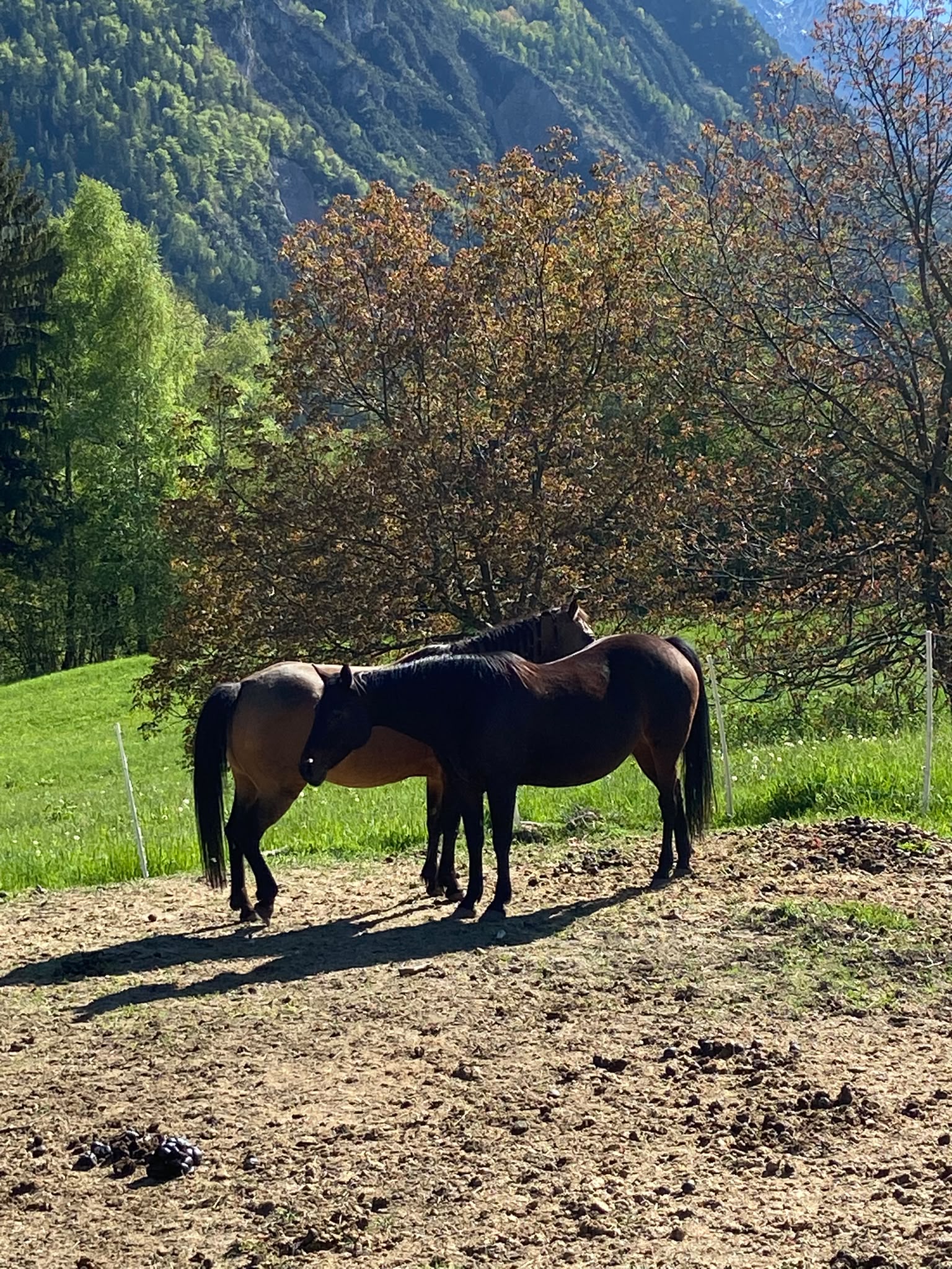 Cavalli al pascolo