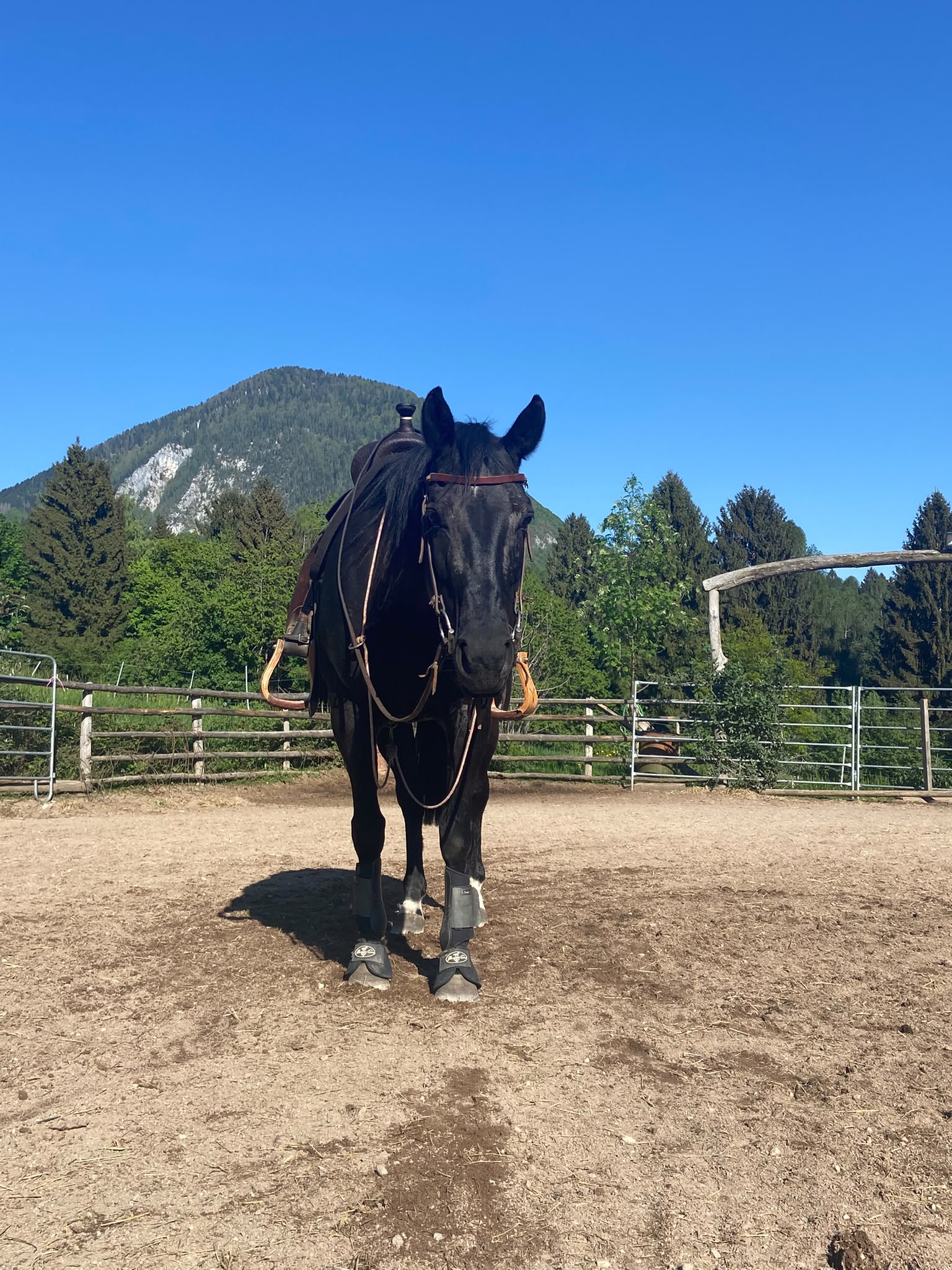 Cavallo nero frontale nel campo