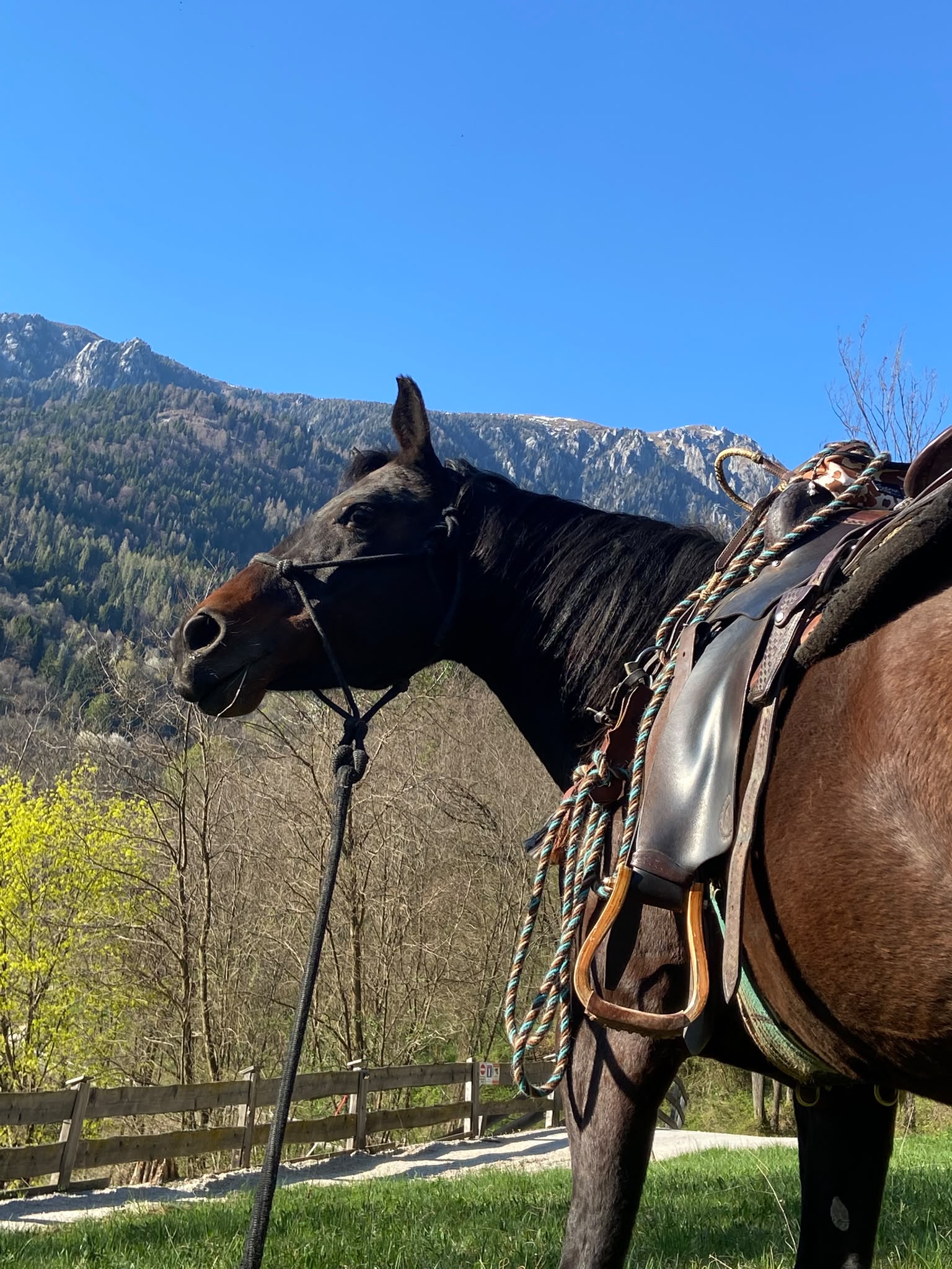 Primo piano cavallo con sella e vista sulle montagne