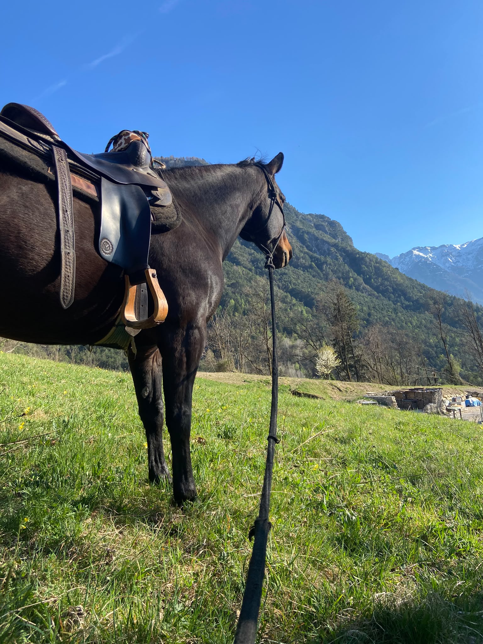 Cavallo nel pascolo alpino con panorama