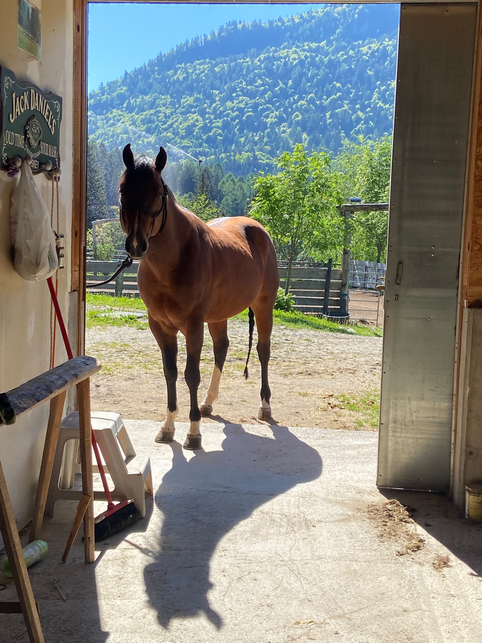 Cavallo baio visto dall'interno della stalla