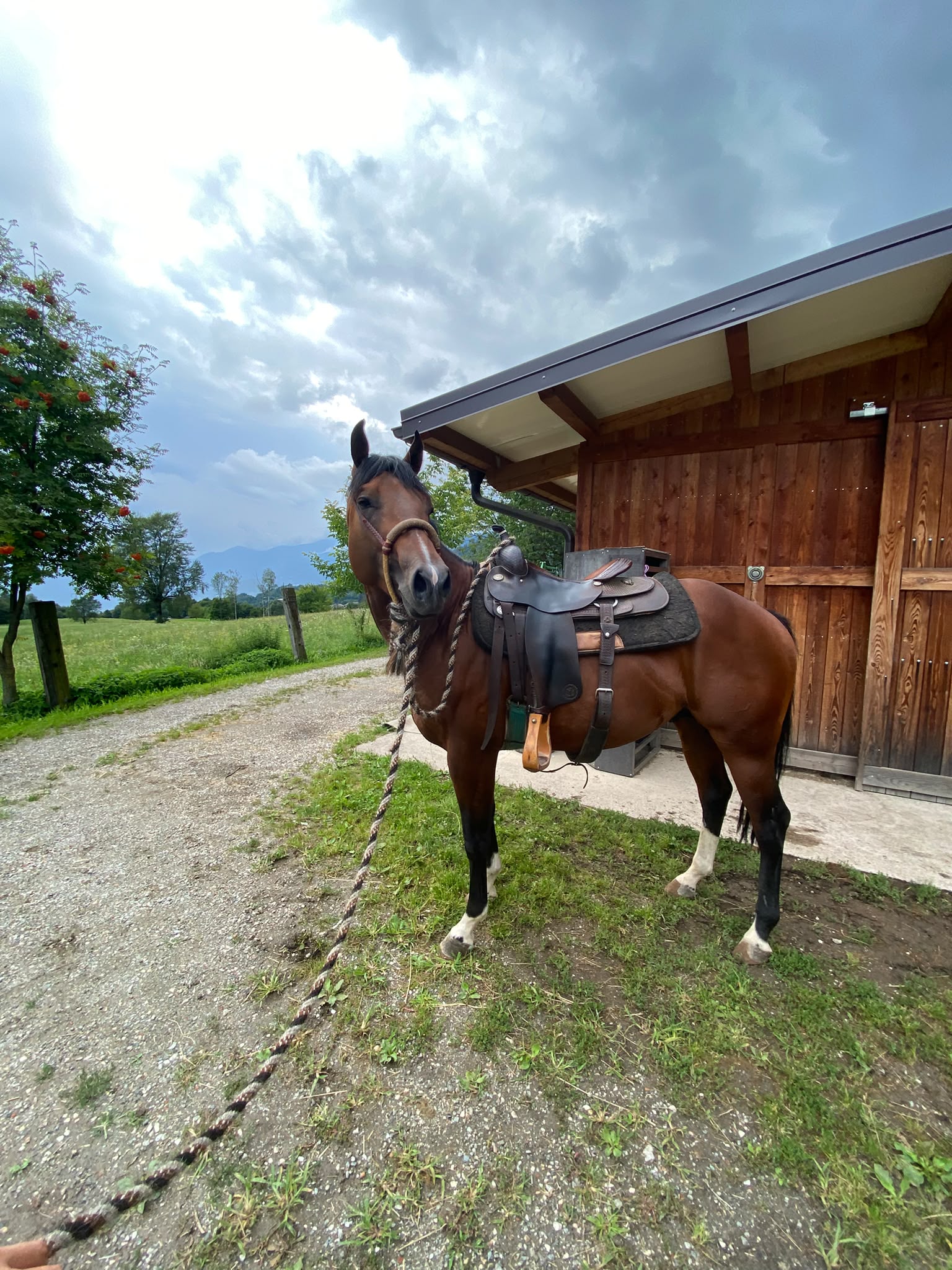 Cavallo con sella americana