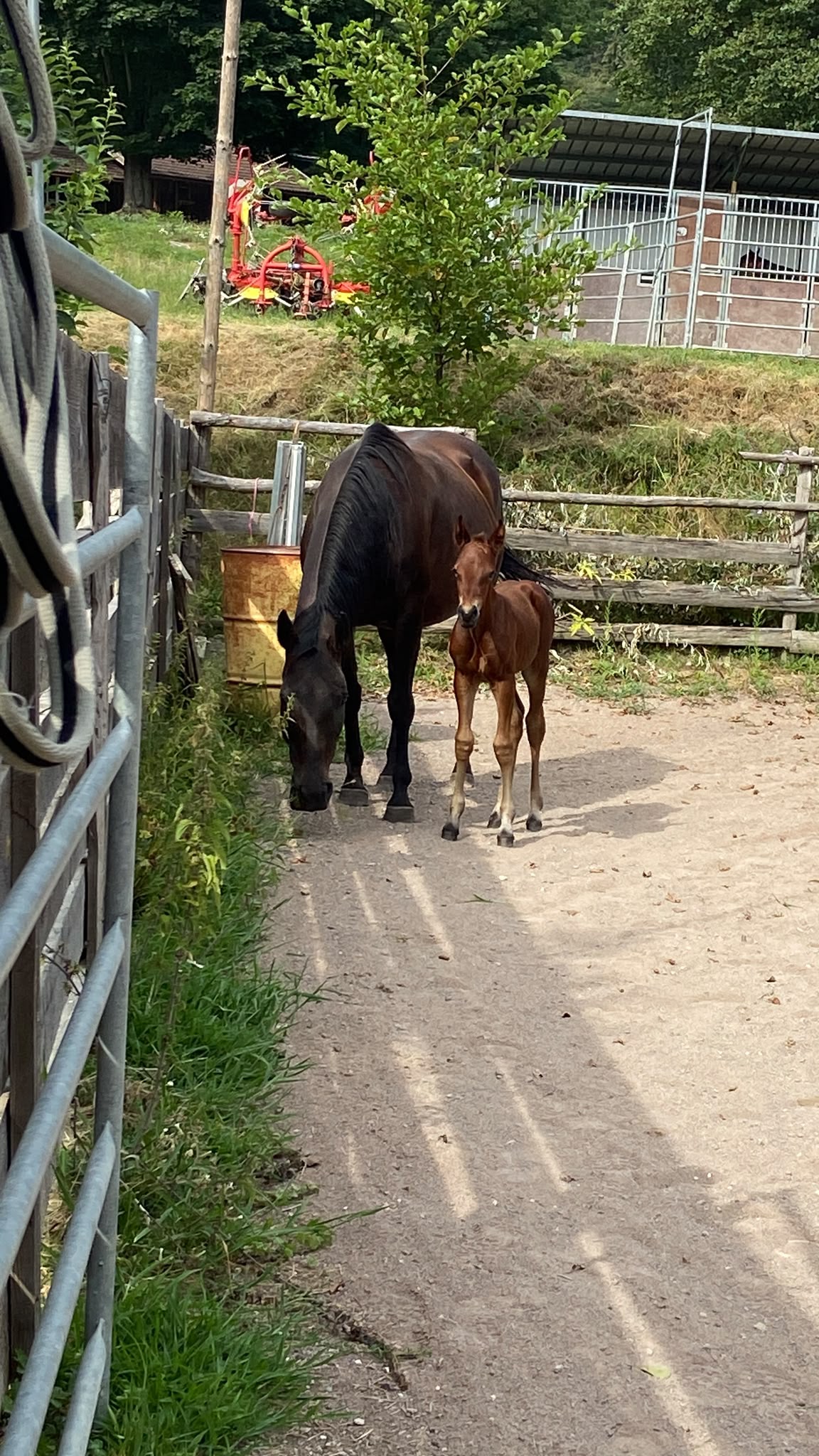Mamma cavallo e puledro