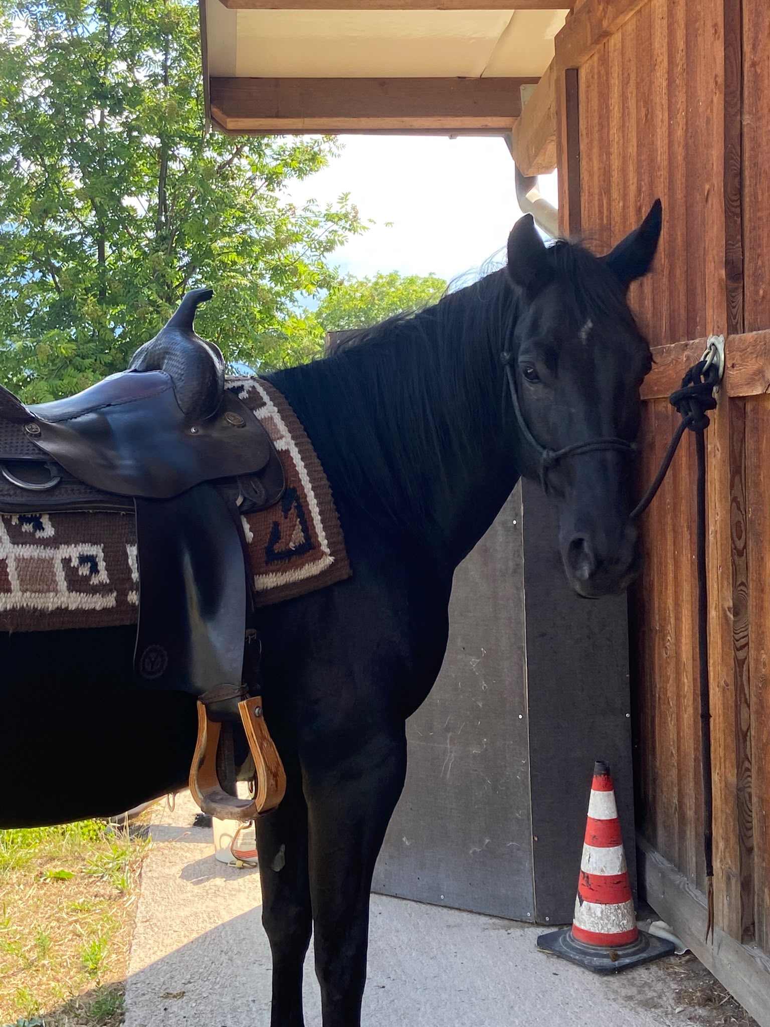 Cavallo nero preparato