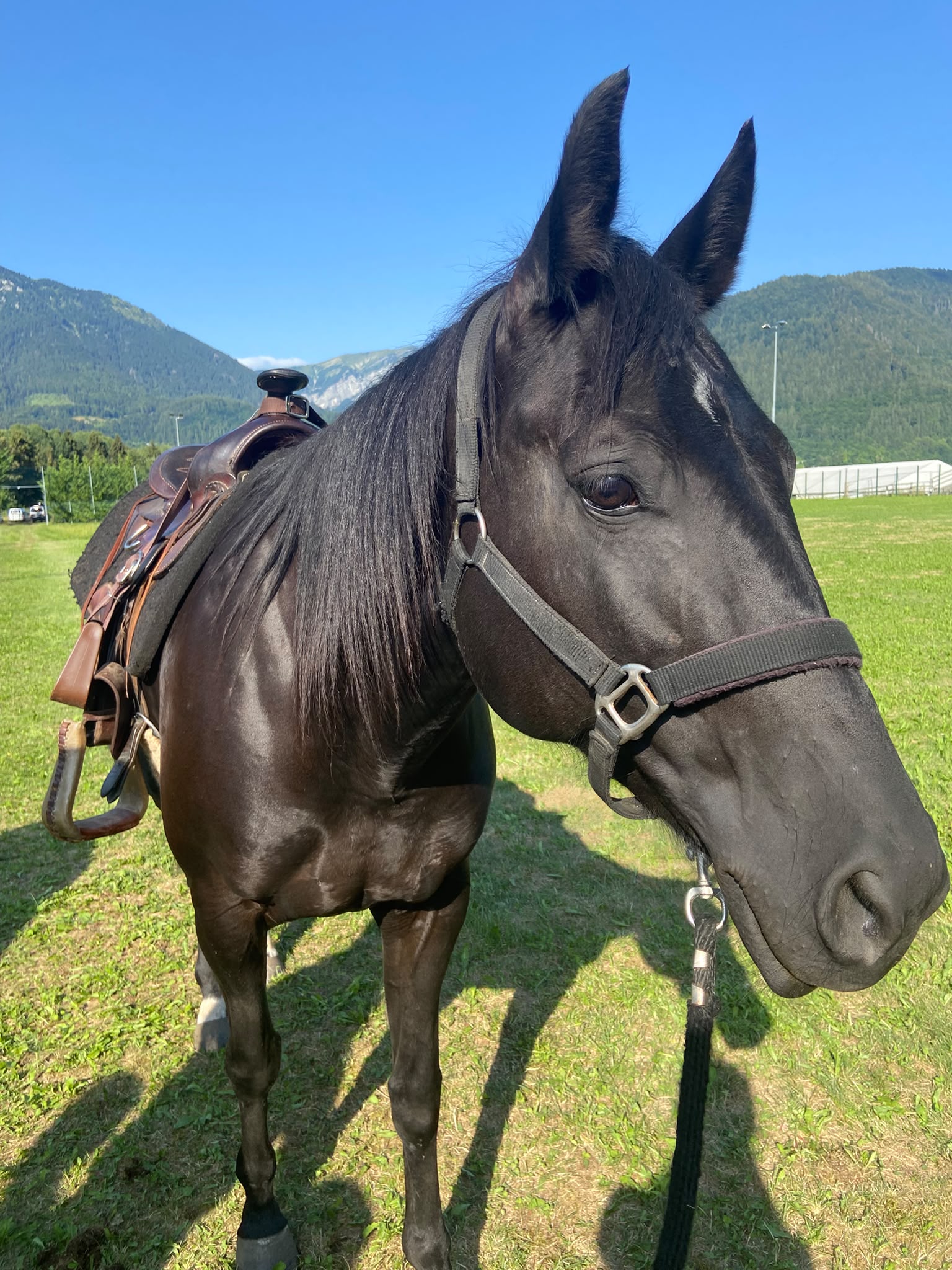 Primo piano cavallo con montagne