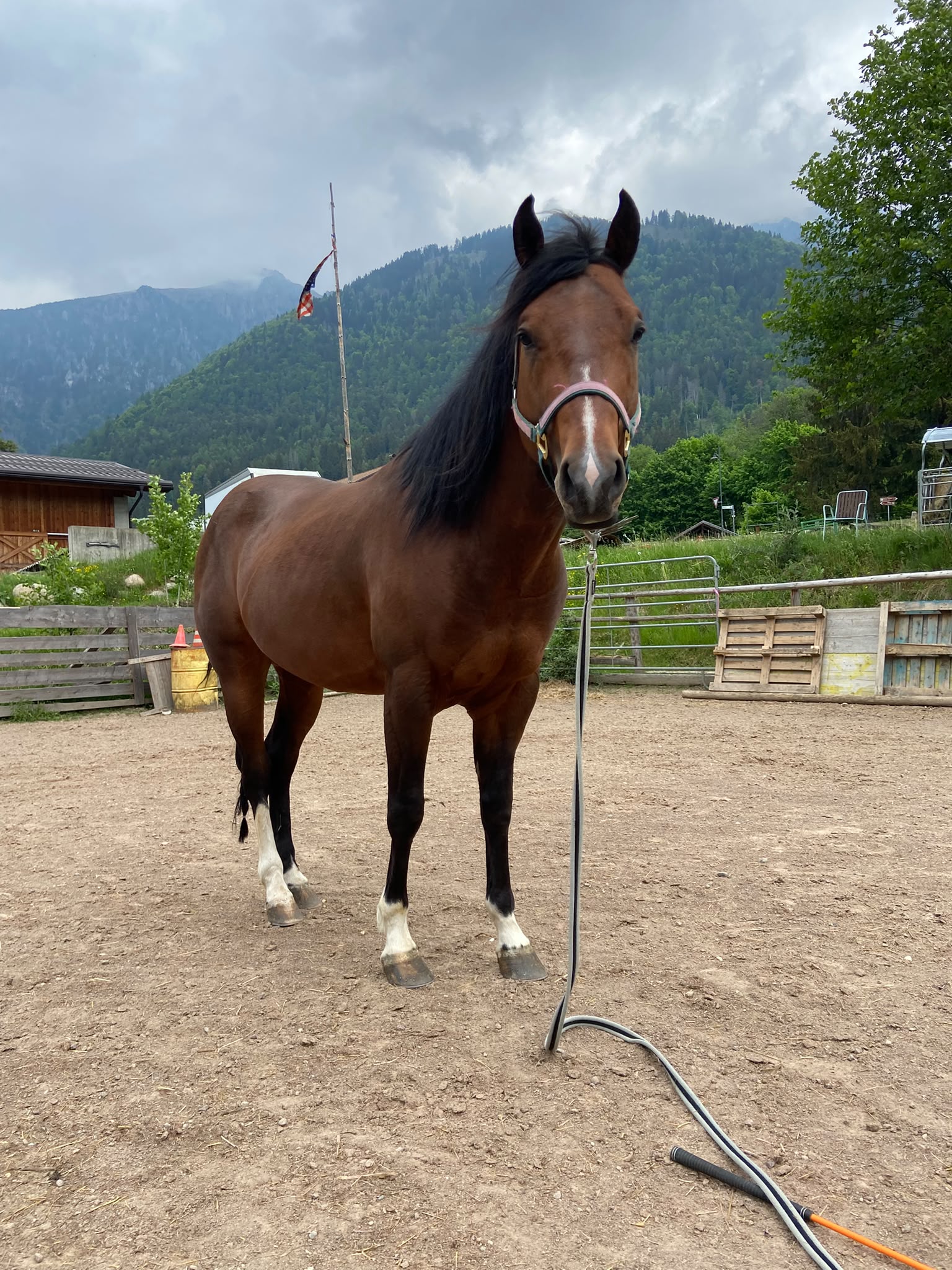 Cavallo nel paddock