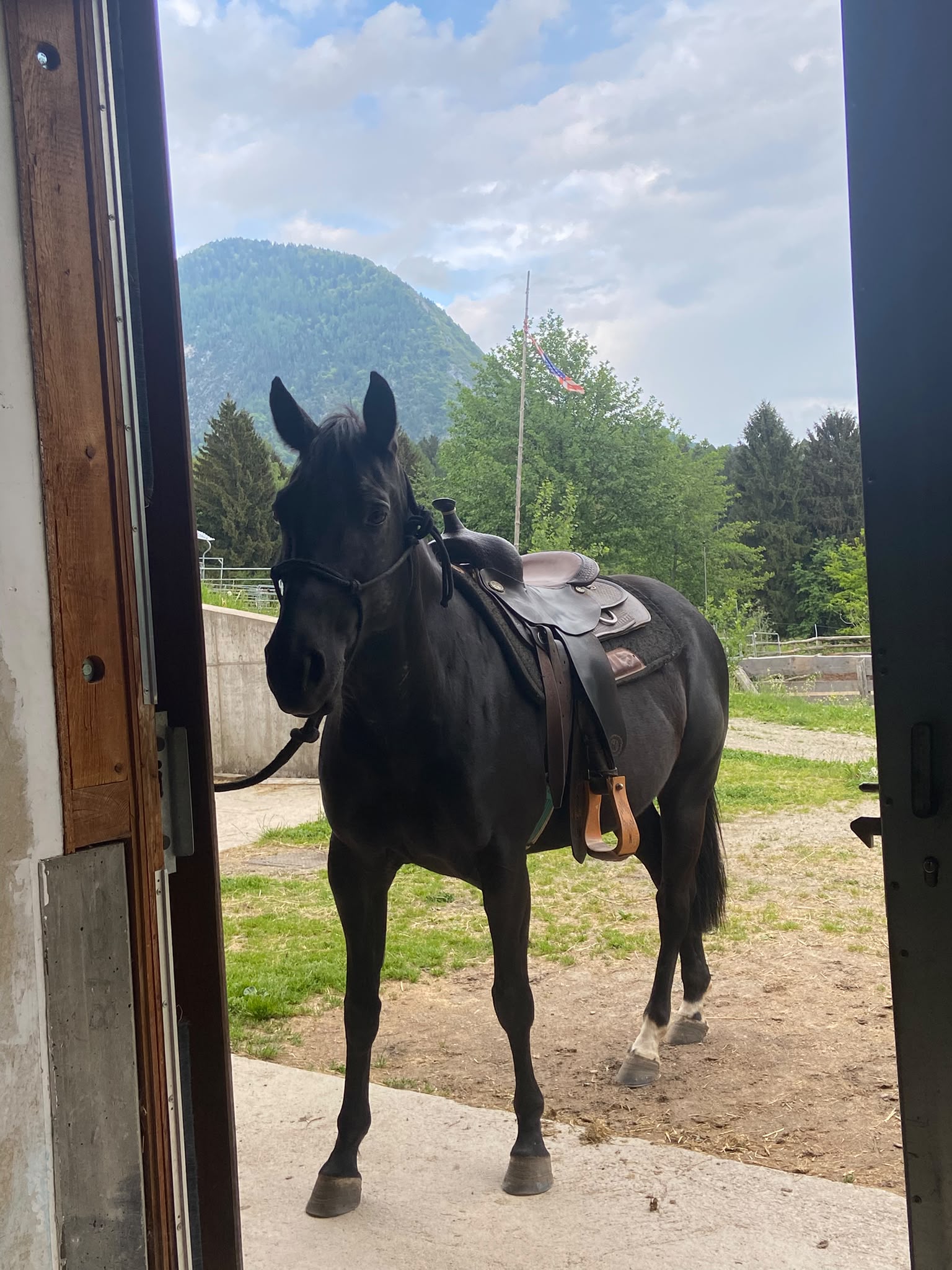 Cavallo all'ingresso della scuderia