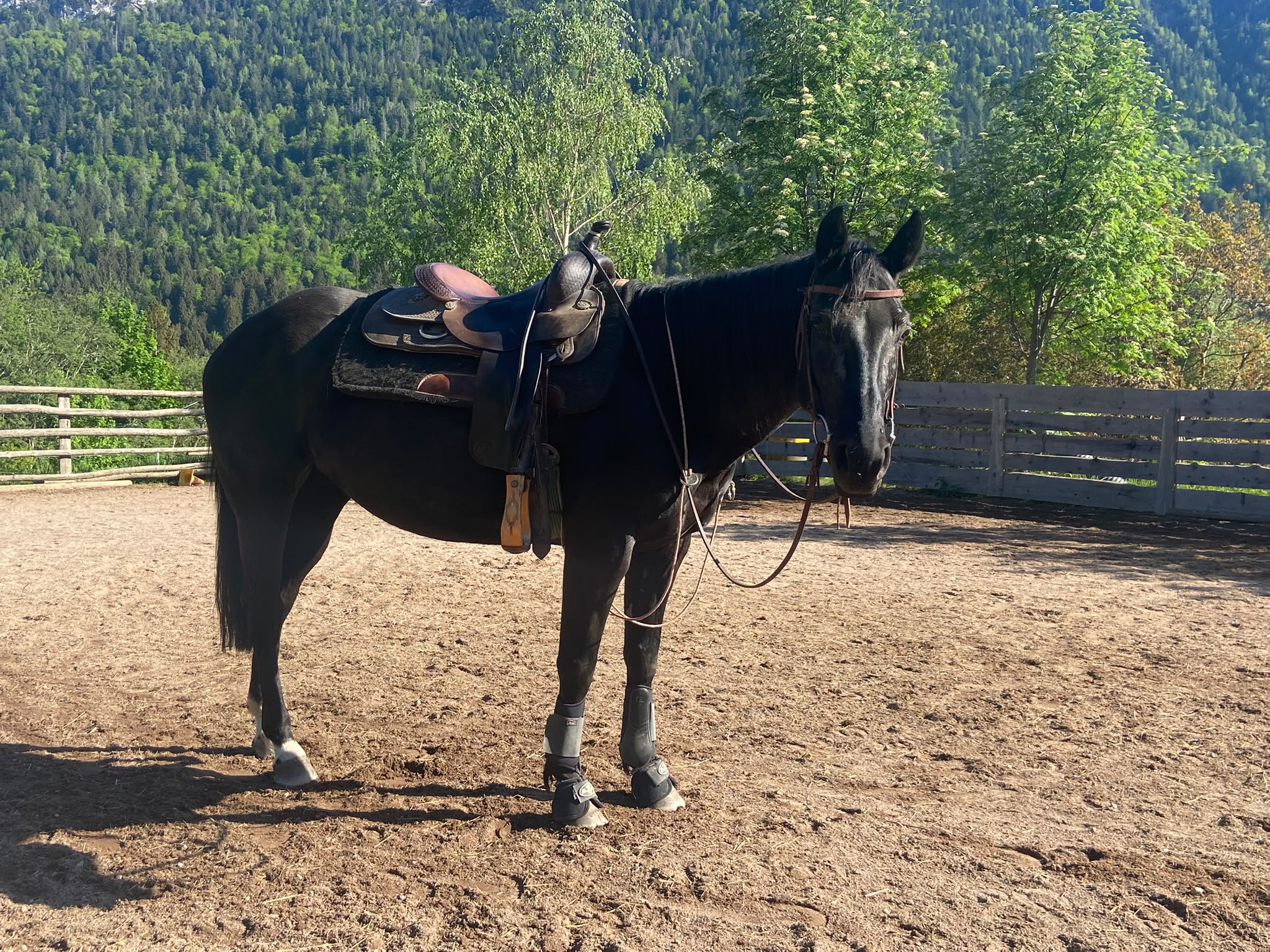 Cavallo nero insellato in arena